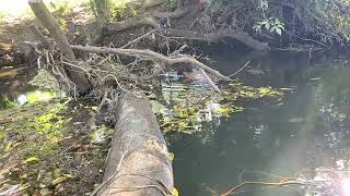 pesca de robaletes en madrigueras de rio de agua cristalinas en el salvador [upl. by Nylehtak]