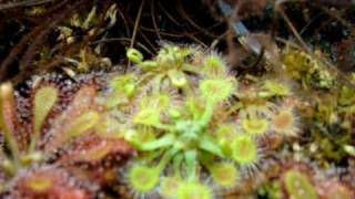 Drosera rotundifolia  Sundews Carnivorous Plants [upl. by Aggappera]