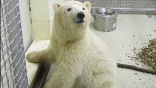 Meet the Newest Polar Bear Cub at Assiniboine Park Zoo [upl. by Ahtnammas]