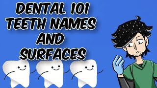 Learning Dental Terms 101  Tooth Names and Surfaces [upl. by Nwahsirhc]