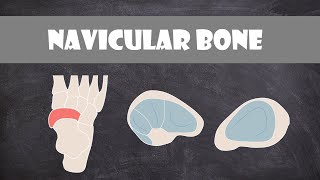 Navicular Bone  Anatomy [upl. by Notlrak703]