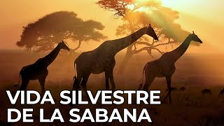 El Mundo Salvaje La Sabana Africana  Free Documentary Nature  Español [upl. by Ahsial]