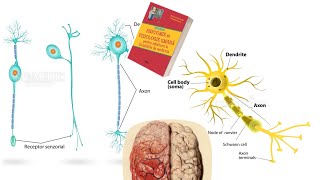 ADMITERE MEDICINA Barron’s Cap10 Tesutul Nervos part1 [upl. by Tasiana538]