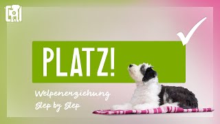 Hund Platz beibringen  Welpenerziehung Step by Step [upl. by Demha]