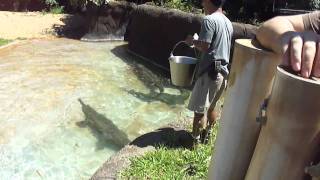 Gharial Feeding [upl. by Paulo754]