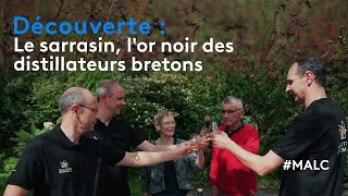 Découverte  le sarrasin lor noir des distillateurs bretons [upl. by Nyahs37]