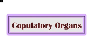 SEM II  40 COPULATORY ORGANS IN CHORDATES [upl. by Medora288]