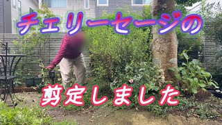 チェリーセージを剪定しましたガーデン ガーデニング庭仕事 gardening garden gardenwork チェリーセージ [upl. by Lenehc9]