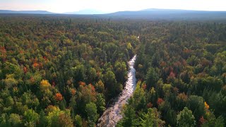 Fly Fishing The MOST REMOTE River In NY  BrookBrown Trout [upl. by Hapte]