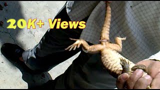 Live Indian Monitor Lizard Guhera Ghorpad [upl. by Airotkiv934]