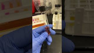 Urease test on pseudomonas science chemistry microscopic bacteria [upl. by Pape]