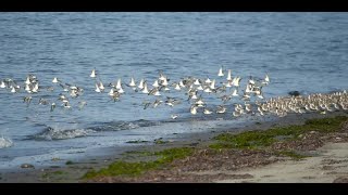 Large flock of harbor birds skimming along the shoreline [upl. by Gaspar551]