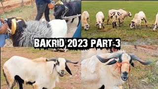 BAKRID Retteri Aadu Santhai250623PART3 Goat 2023 Nellore Judipi Chennai Saturday Market [upl. by Yesllek532]