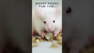 Mouse Sound effect 🐀🐁☺ mouse noise Rat squeaking Shorts [upl. by Kelsey368]