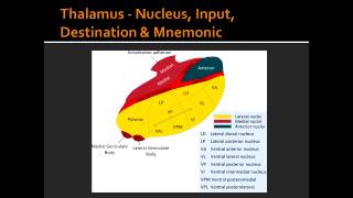 Thalamus  Nucleus Input Destination amp Mnemonic [upl. by Savell501]