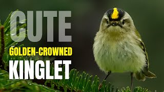 Cute Goldencrowned Kinglet [upl. by Lekkim]