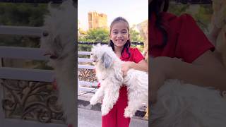 amaira k liye aya dog shorts thegeetagurjar [upl. by Ynffit901]