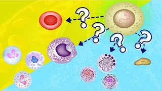 Hematopoiesis  Erythropoiesis [upl. by Novad]