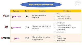 Thoracoabdominal diaphragm [upl. by Vyky]