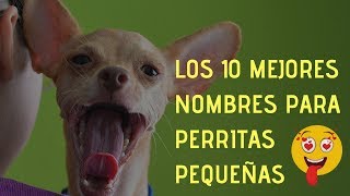 Los 10 Mejores Nombres para Perritas Pequeñas [upl. by Ogaitnas]