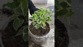 ficus benjamina anastasia plant care trending garden indoorplants youtubeshorts gardening yt [upl. by Sadoc]