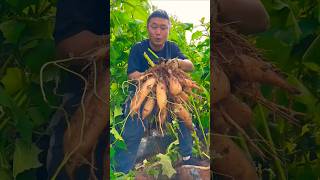 So awesome yacon root harvest from farmer [upl. by Valorie]