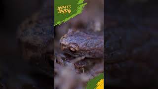 Learn about the 4Toed Salamander 🦎 whatswild wildlifeconservation scetvdigital [upl. by Anis]