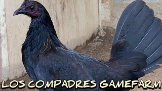 Claret Asil Pullets  LOS COMPADRES FARM [upl. by Atnuahc]