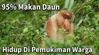 Suara Bekantan mencari makan di alam  Proboscis monkey sound [upl. by Dimphia]