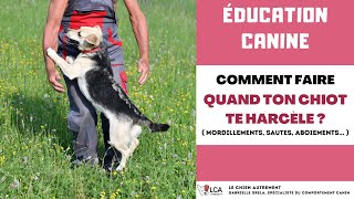 Comment faire quand ton chiot te harcèle   mordillements sauts aboiements [upl. by Columbyne647]