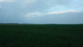 Miniature poodle Bo jumping around like a bunny in a field of grain [upl. by Geordie]