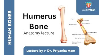 Understanding the Humerus Bone Anatomy Explained  EassyMed [upl. by Audun617]