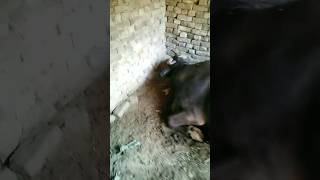 Buffalo milk fever treatment treatment shortvideo [upl. by Yknip]