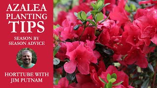 Azalea Planting Tips  Season by Season Advice [upl. by Eylatan]