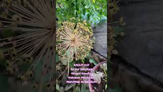 Cottage Wife Life Harvesting Flower Seeds satisfying homestead frugalmama [upl. by Oram442]