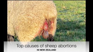 Causes of sheep abortions in New Zealand  Sez the Vet [upl. by Ransom]