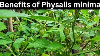 5 Health benefits of physalis angulata  Native gooseberry [upl. by Angie689]