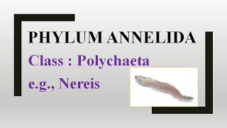 Phylum Annelida Class Polychaeta eg Nereis [upl. by Nair175]