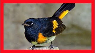 American Redstart Song American Redstart Call  Candelita Norteña Canto  Setophaga Ruticilla [upl. by Einon]