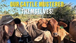 An Unexpected Cattle Muster [upl. by Ecraep921]