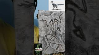 ARCHAEOPTERYX FOSSIL ON THERMOCOL SHORT VIDEO [upl. by Eissirc]