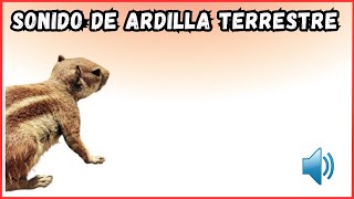 Sonido de ardilla terrestre [upl. by Ambrosine]