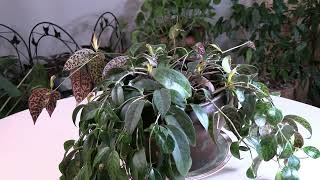 Lipstick Plant Black Pagoda  Plant Spotlight [upl. by Wendall270]