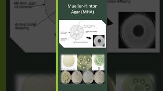 Mueller Hinton Agar [upl. by Alboran]