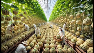 Japanese Farmers Grow and Harvest the Worlds Most Expensive Melon Yubariking [upl. by Coheman]