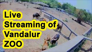 Vandalur Zoo Live Steaming Video  Vandalur Zoo all animals video [upl. by Catrina]