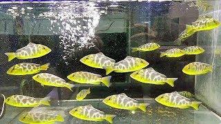 Giraffe Cichlid Fish Tank Nimbochromis Venustus Lake Malawi Cichlid [upl. by Tandi]