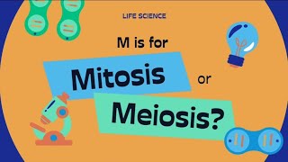 The Mitosis amp Meiosis cellcycle ytshorts neet biologyeducation [upl. by Ettie]