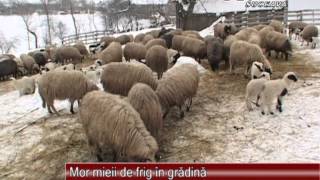 Mor mieii de frig in gradina 27032013 [upl. by Anelys]