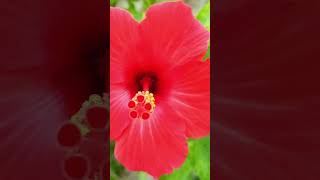 Flower lover 💕 bollywood song hindisong [upl. by Yramanna]